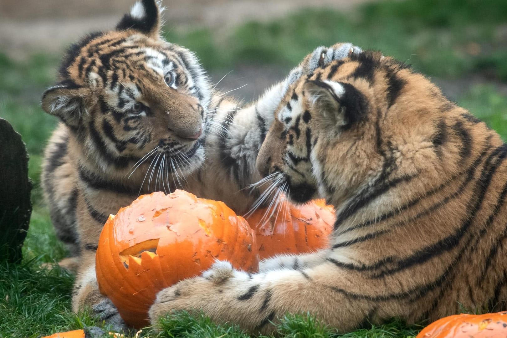 Junge sibirische Tiger im Zoo Hannover: Kürbis steht bei den Raubkatzen sonst nicht auf dem Speiseplan.