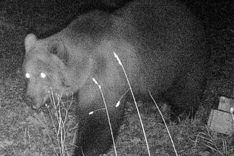 Dokumentation eines Braunbären in Bayern: Wo kommt das Tier her und wo geht es hin?