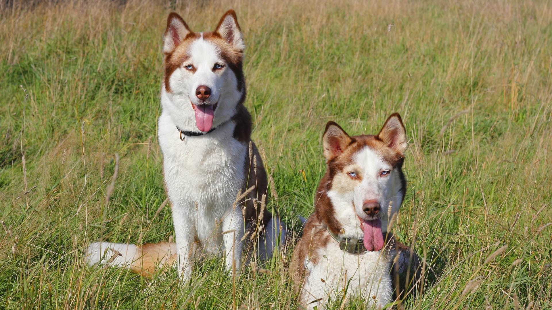 Zwei Huskys: In Bayern wurden Schafe und Ziegen getötet. (Symbolbild)