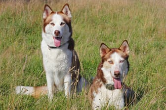 Zwei Huskys: In Bayern wurden Schafe und Ziegen getötet. (Symbolbild)