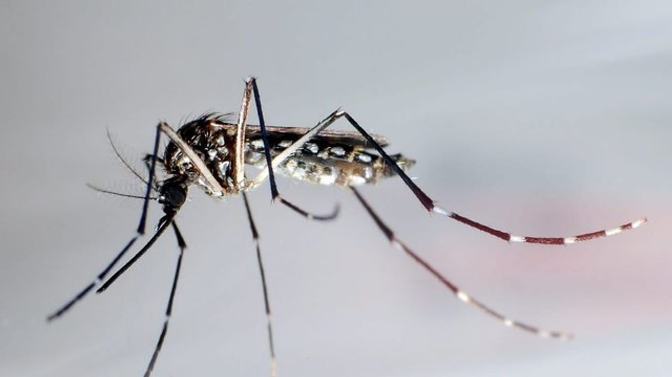 Die zugewanderte "Aedes aegypti" - auch "Stegomyia aegypti" oder auch Ägyptische Tigermücke genannt, überträgt verschiedene Krankheiten, darunter Dengue-Fieber, Gelbfieber und das Zika-Fieber.