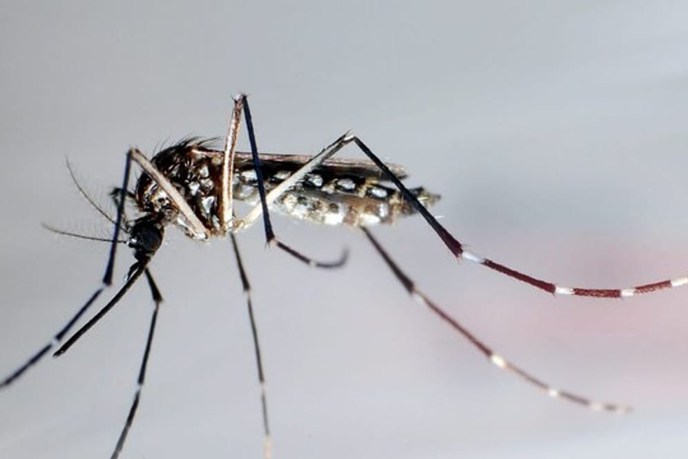 Die zugewanderte "Aedes aegypti" - auch "Stegomyia aegypti" oder auch Ägyptische Tigermücke genannt, überträgt verschiedene Krankheiten, darunter Dengue-Fieber, Gelbfieber und das Zika-Fieber.