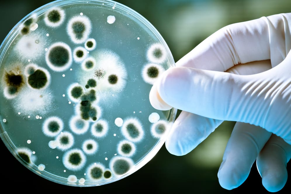 Bakterien in einer Petrischale: Die Verbreitung multiresistenter Erreger ist ein globales Problem.
