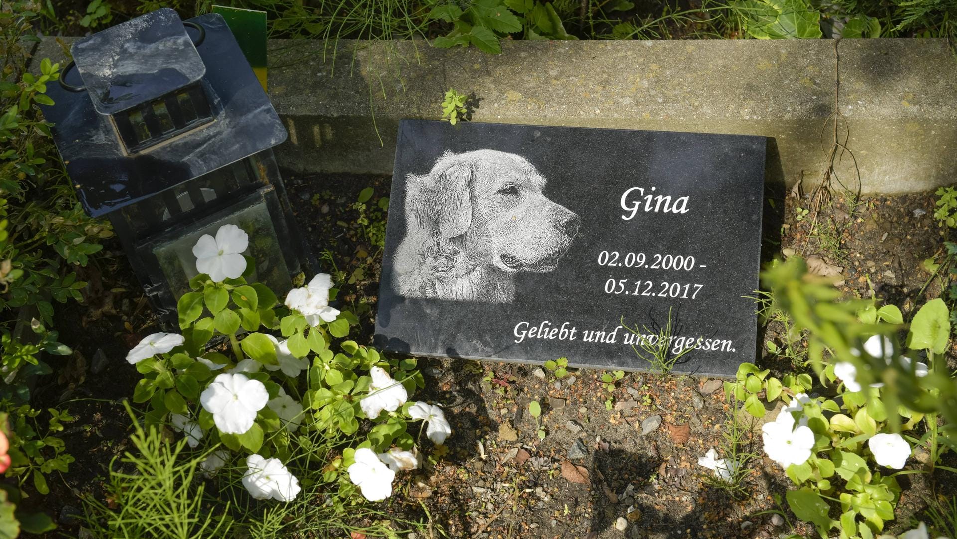 Grab eines Hundes: Auf Tierfriedhöfen werden gerne Gedenksteine mit einer persönlichen Inschrift genommen.