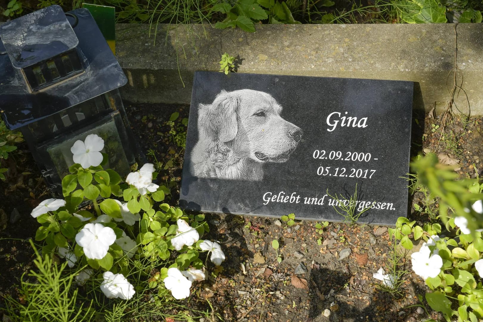 Grab eines Hundes: Auf Tierfriedhöfen werden gerne Gedenksteine mit einer persönlichen Inschrift genommen.