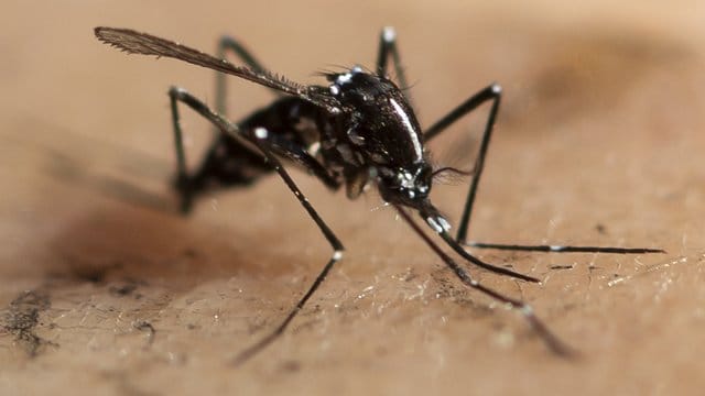 Die Asiatische Tigermücke kann auch in Europa Tropenkrankheiten übertragen. Die Asiatische Tigermücke kann auch in Europa Tropenkrankheiten übertragen.