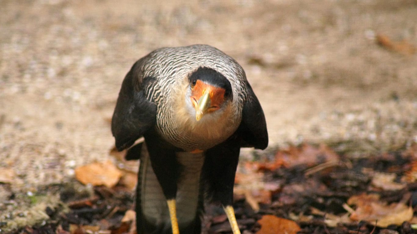 Das Schopfkarakaras-Männchen: Hahn und Henne harmonieren derzeit sehr gut miteinander.