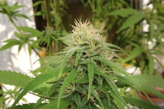 Cannabis-Pflanzen auf dem Balkon einer Wohnung.