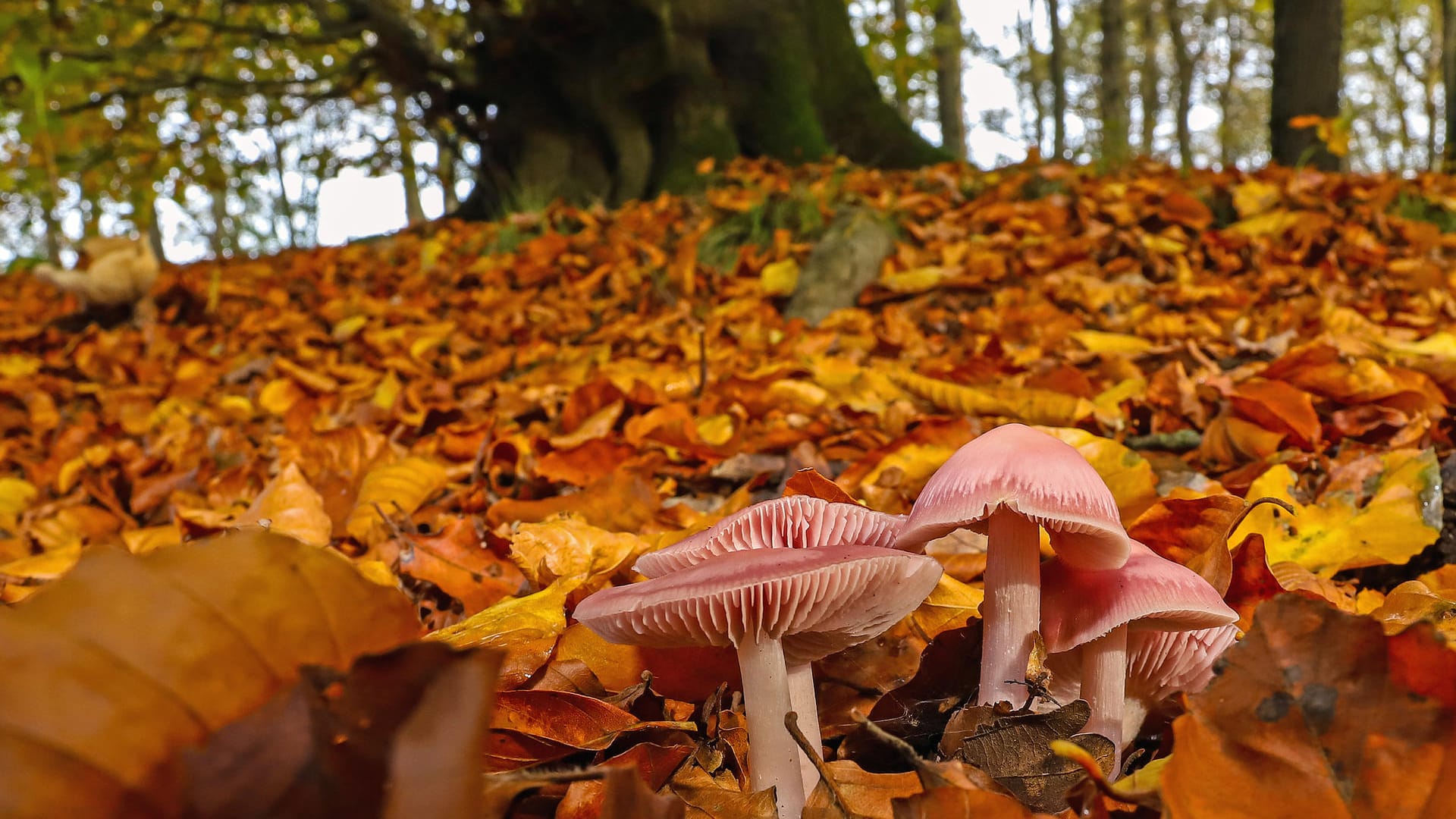 Pilze im Herbstwald: In den kommenden Tagen zieht Tief "Xavier" über Deutschland.