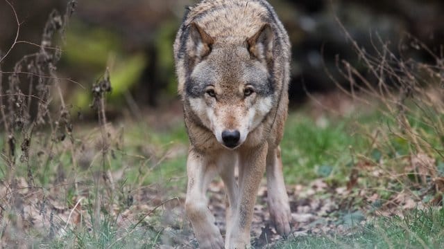 Erweiterte Abschussgenehmigung für Problemwolf in Kraft Erweiterte Abschussgenehmigung für Problemwolf in Kraft