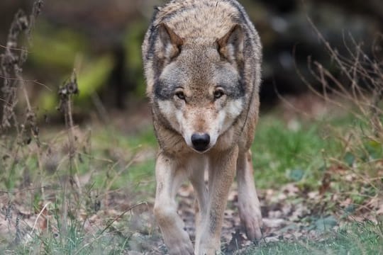 Erweiterte Abschussgenehmigung für Problemwolf in Kraft