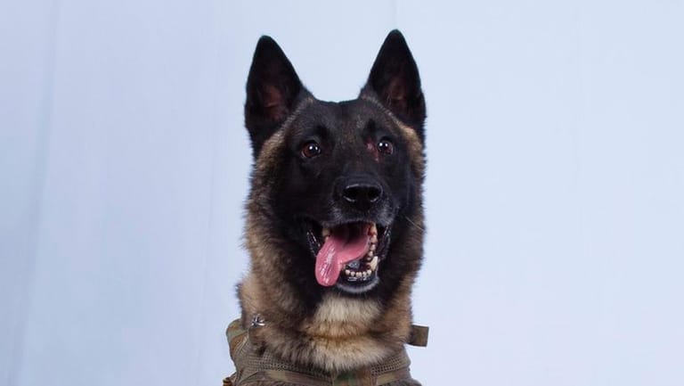 Der Diensthund der US-Armee, der al-Bagdadi verfolgte: ein Held auf vier Pfoten.
