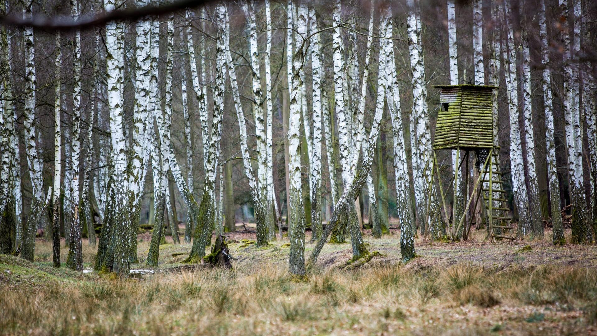 Ein Hochsitz im Wald: Eigentlich dürfen Jäger erst dann schießen, wenn sie eine Gefährdung anderer Personen ausschließen können. (Symbolbild)