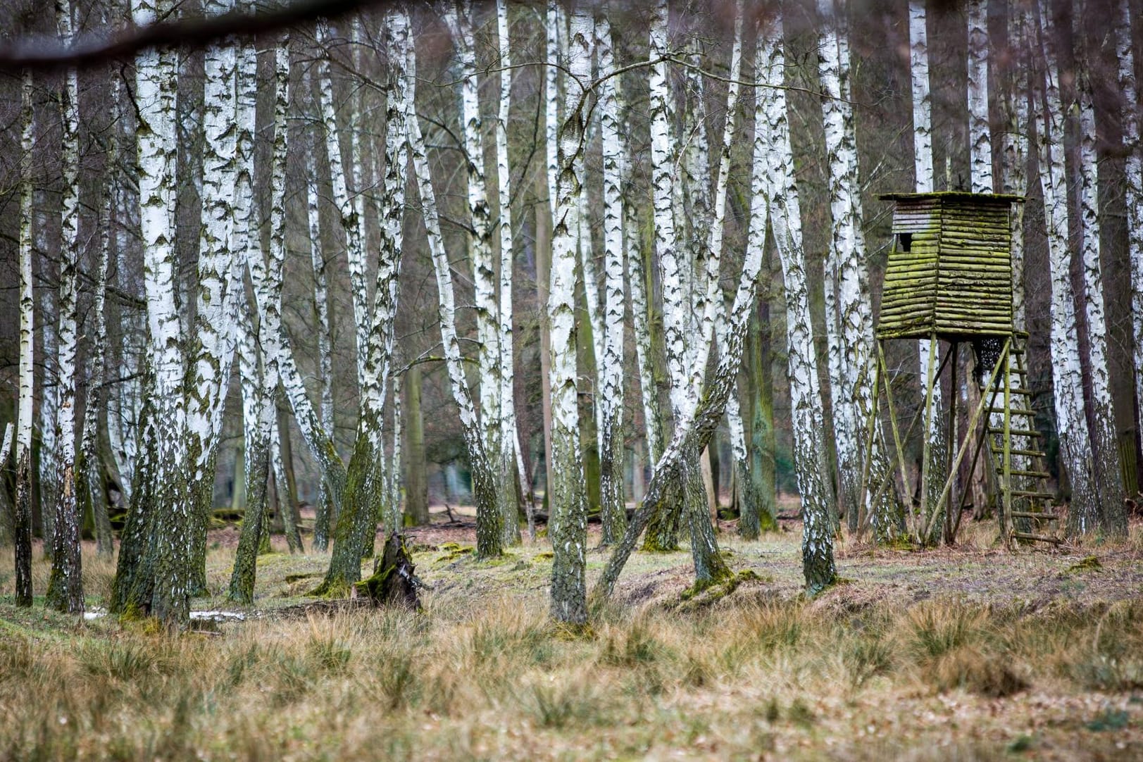 Ein Hochsitz im Wald: Eigentlich dürfen Jäger erst dann schießen, wenn sie eine Gefährdung anderer Personen ausschließen können. (Symbolbild)