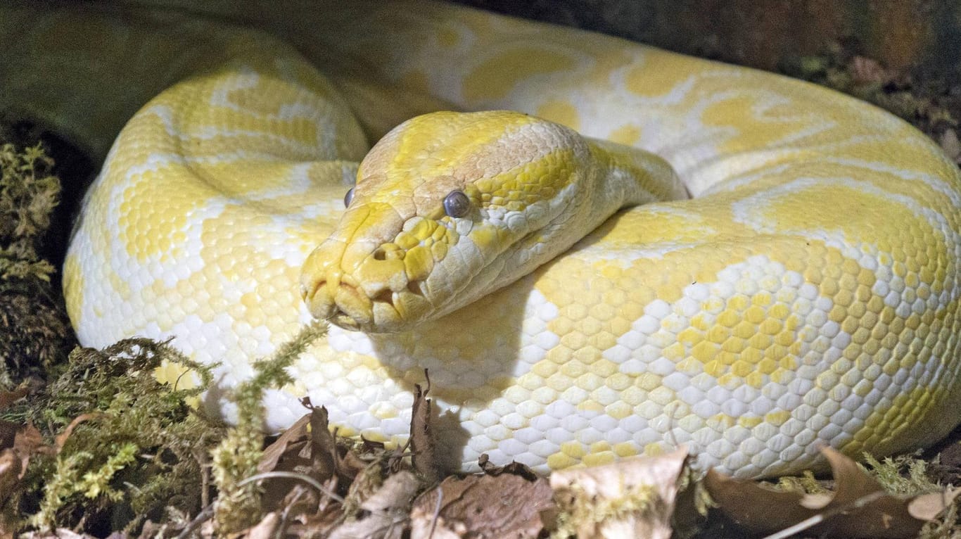 Eine unversehrte Python: Die Beamten vermuten, dass ein anderes Tier der Schlange den Kopf abbiss. (Symbolbild)
