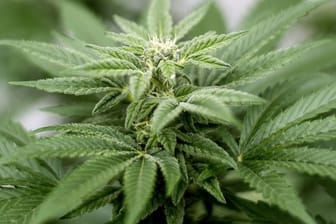 Cannabis-Pflanze.