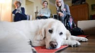Alltagshelfer auf vier Pfoten: Wann Assistenz- und Therapiehunde zum Einsatz kommen