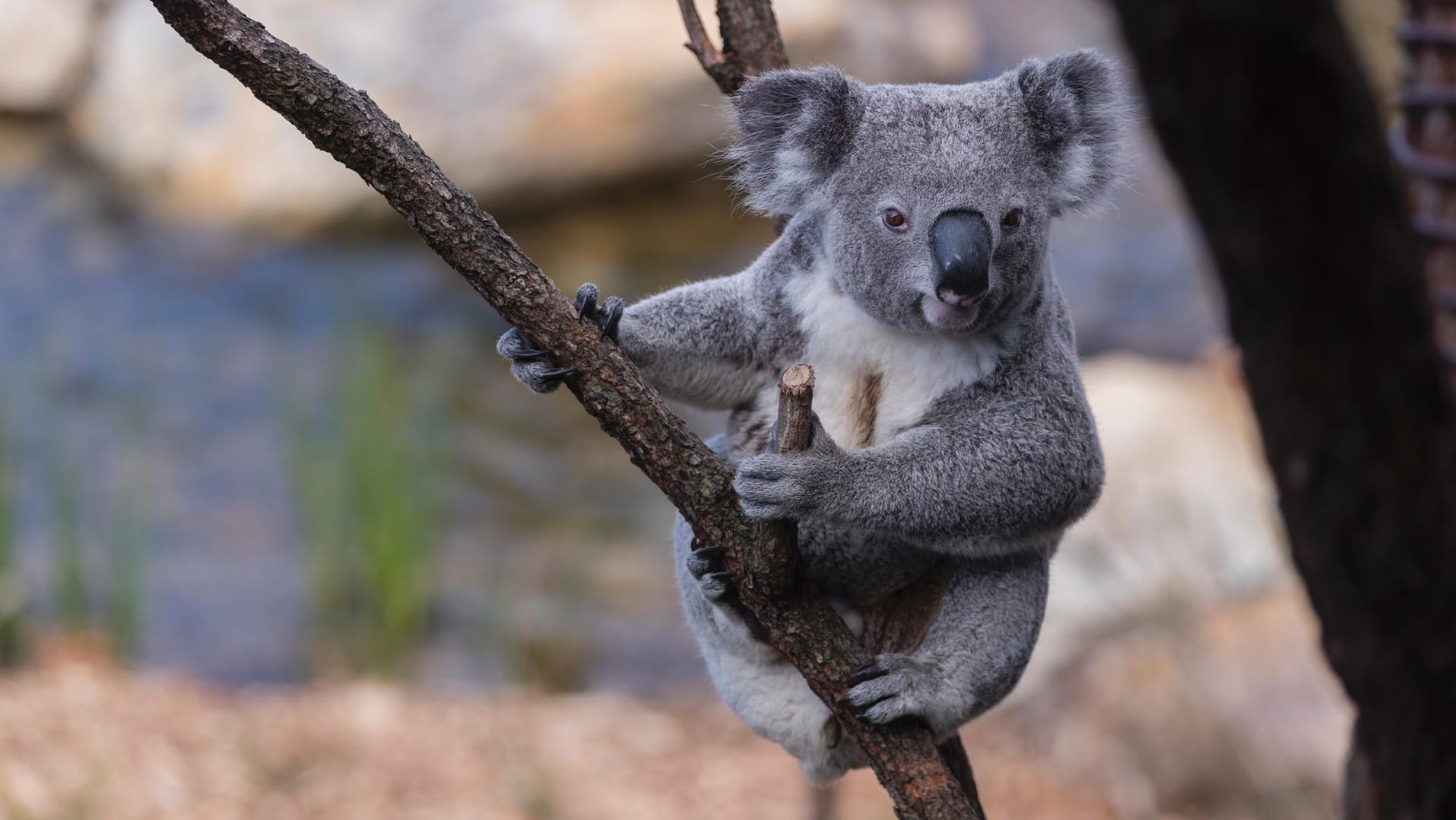 Koala in Sydney: Hunderte der Tiere sind wohl lebendig umgekommen.