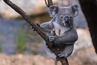 Koala in Sydney: Hunderte der Tiere sind wohl lebendig umgekommen.