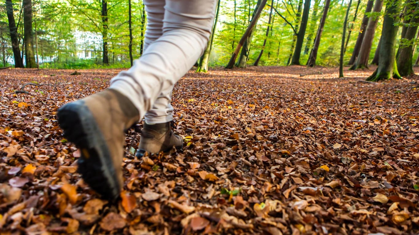 Spaziergang im Wald: Eine vermisste Frau wurde von einem Jungen gefunden. (Symbolbild)