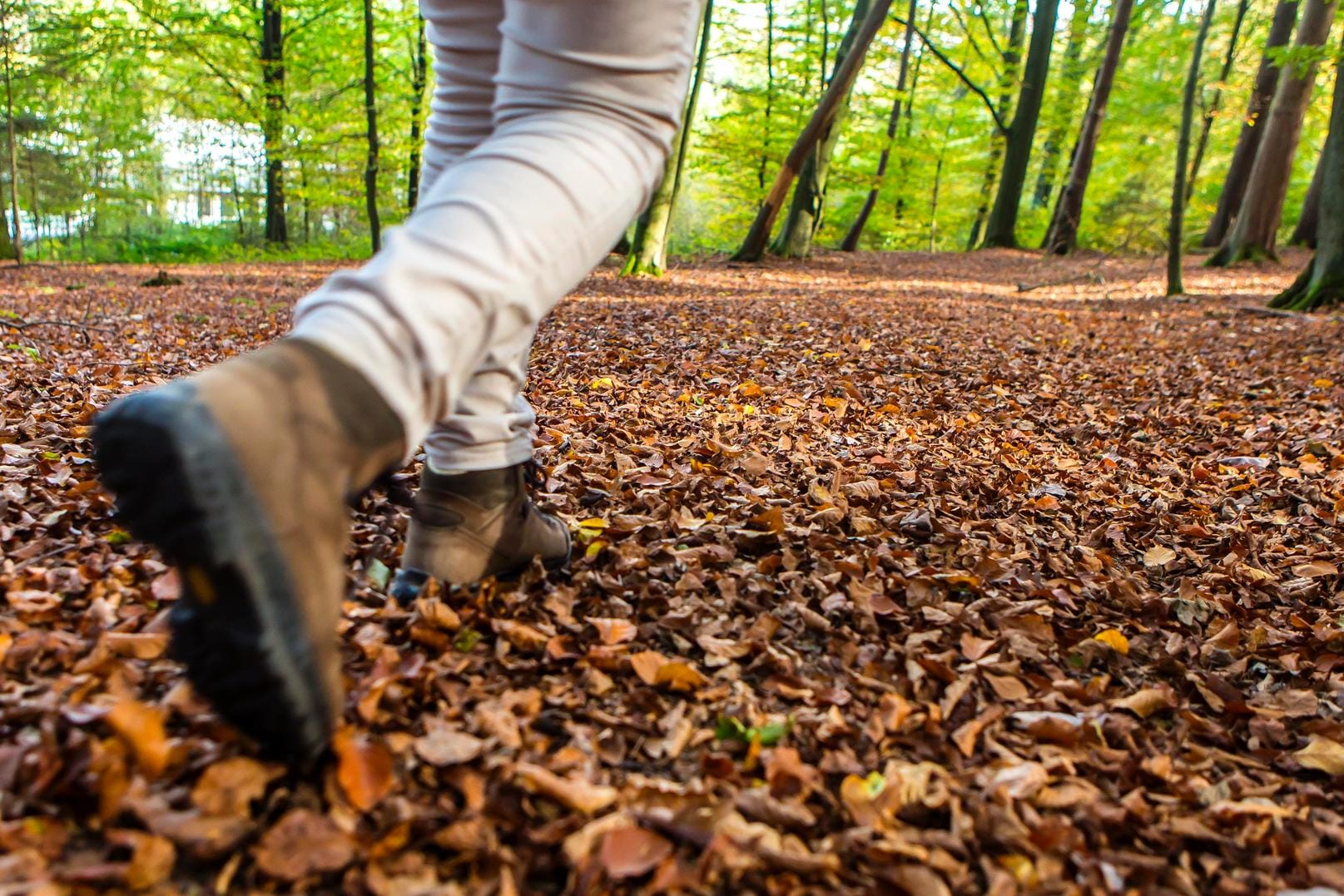 Spaziergang im Wald: Eine vermisste Frau wurde von einem Jungen gefunden. (Symbolbild)