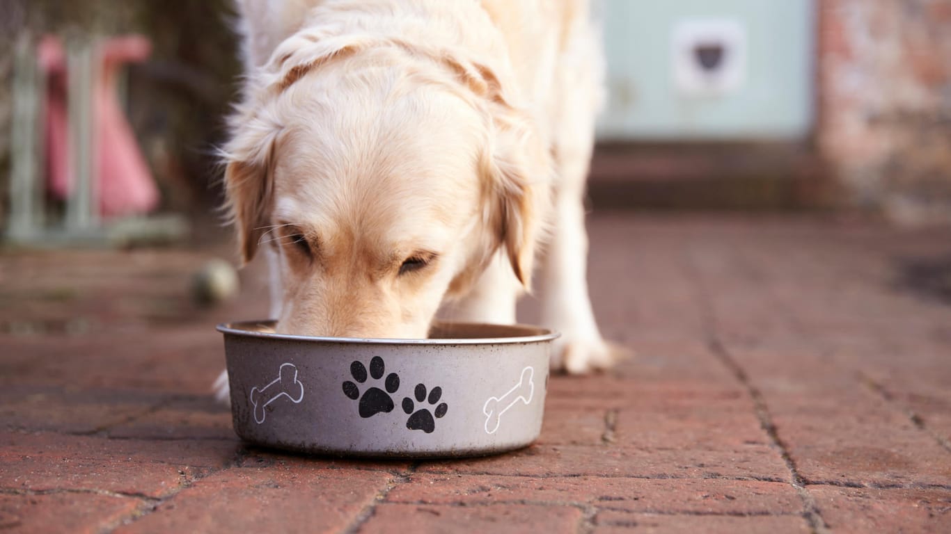 Ein Hund frisst aus einem Napf: Kontrolleure haben in einem bestimmten Hundefutter Salmonellen entdeckt.