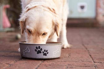 Ein Hund frisst aus einem Napf: Kontrolleure haben in einem bestimmten Hundefutter Salmonellen entdeckt.