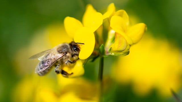 Auf Wiesen und in Wäldern Deutschlands sind inzwischen deutlich weniger Insekten unterwegs als noch vor einem Jahrzehnt. Auf Wiesen und in Wäldern Deutschlands sind inzwischen deutlich weniger Insekten unterwegs als noch vor einem Jahrzehnt.