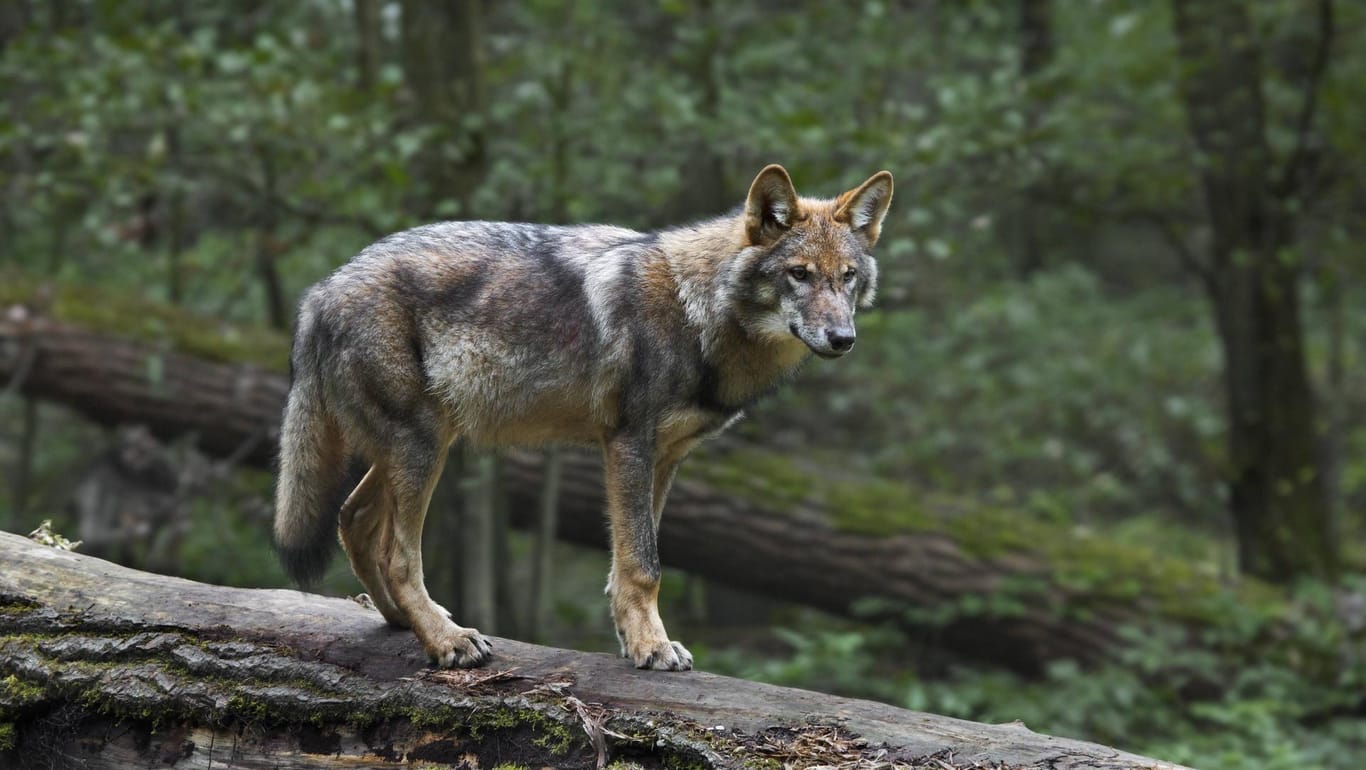 Ein Wolf: Sollte das Tier wirklich durch einen illegalen Abschuss gestorben sein, handelt es sich bei dem Vorfall um eine Straftat. (Symbolbild)