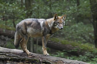 Ein Wolf: Sollte das Tier wirklich durch einen illegalen Abschuss gestorben sein, handelt es sich bei dem Vorfall um eine Straftat. (Symbolbild)