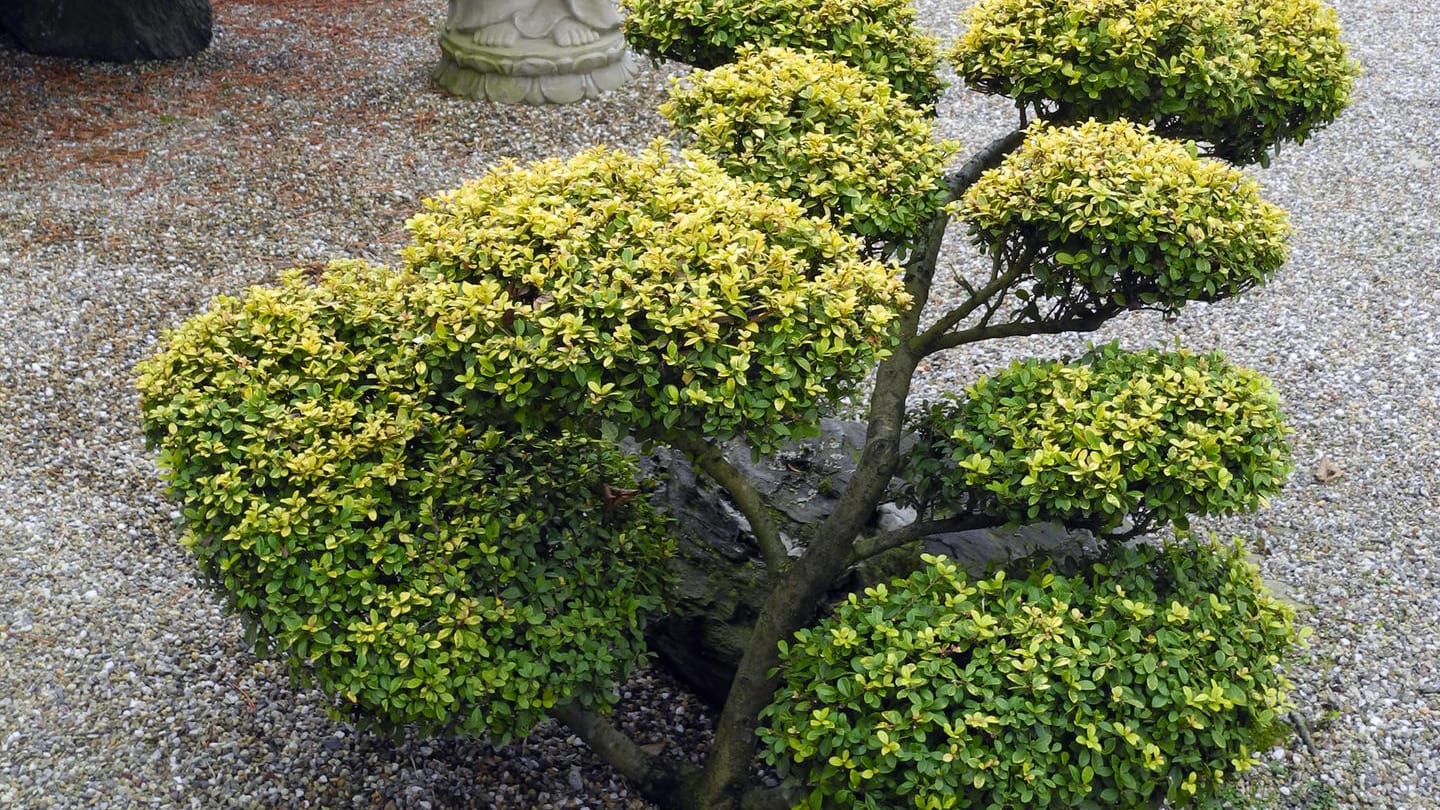 Ilex-Sorte Golden Gem: Der Ilex wird auch japanische Stechpalme genannt.