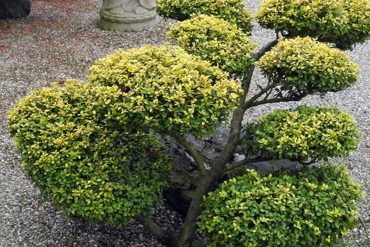 Ilex-Sorte Golden Gem: Der Ilex wird auch japanische Stechpalme genannt.