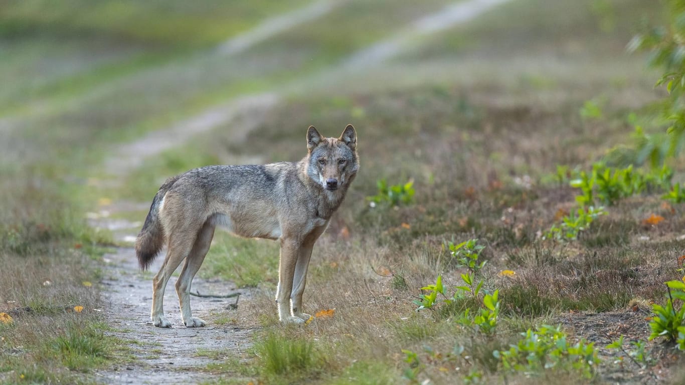 Ein Wolf in freier Wildbahn: Das Tier wird immer öfter auch in Deutschland gesichtet.