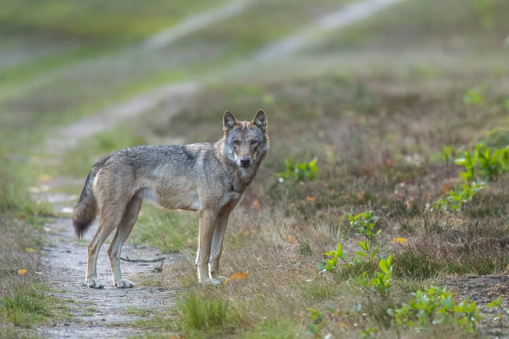 Ein Wolf in freier Wildbahn: Das Tier wird immer öfter auch in Deutschland gesichtet.