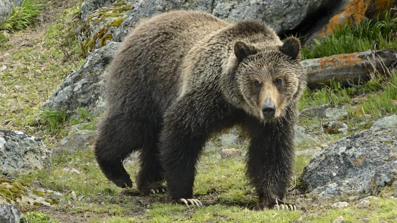 in einer US-Fernsehsendung müssen Braunbären gegen Menschen antreten.
