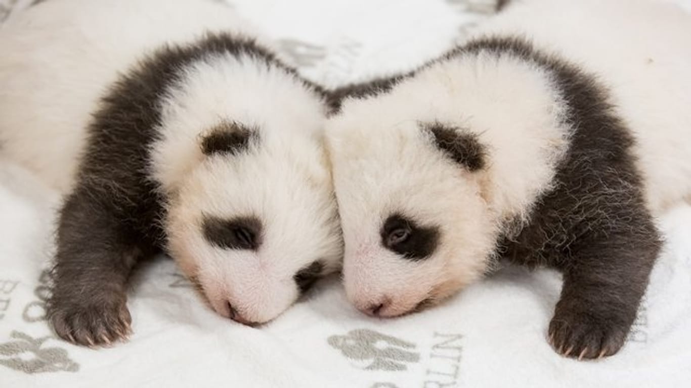 Die Panda-Jungtiere kuscheln zum ersten Mal: Anfang 2020 sollen die Zwillinge auch für Besucher zu sehen sein.