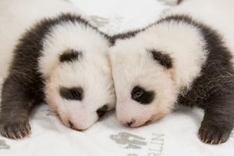 Die Panda-Jungtiere kuscheln zum ersten Mal: Anfang 2020 sollen die Zwillinge auch für Besucher zu sehen sein.