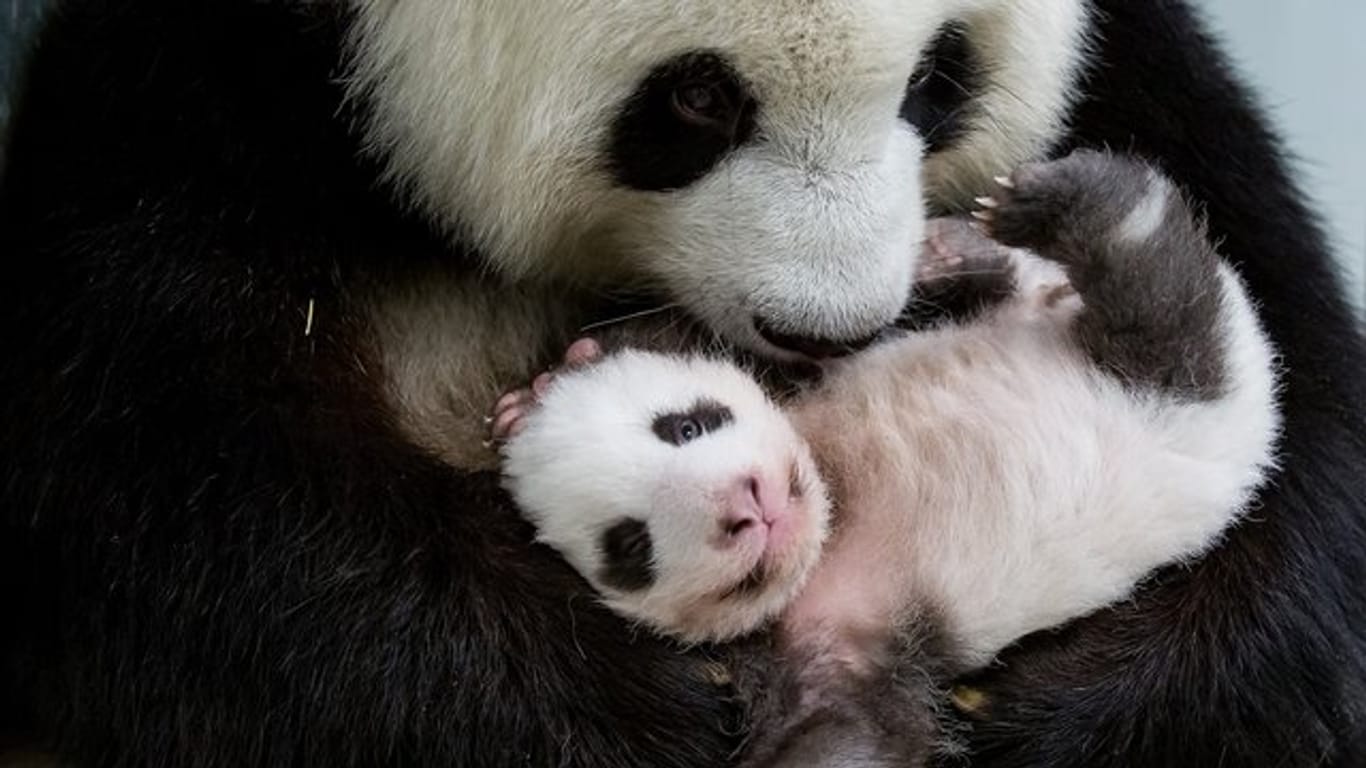 Mama Meng Meng hält eines der kleinen Pandabären im Arm.