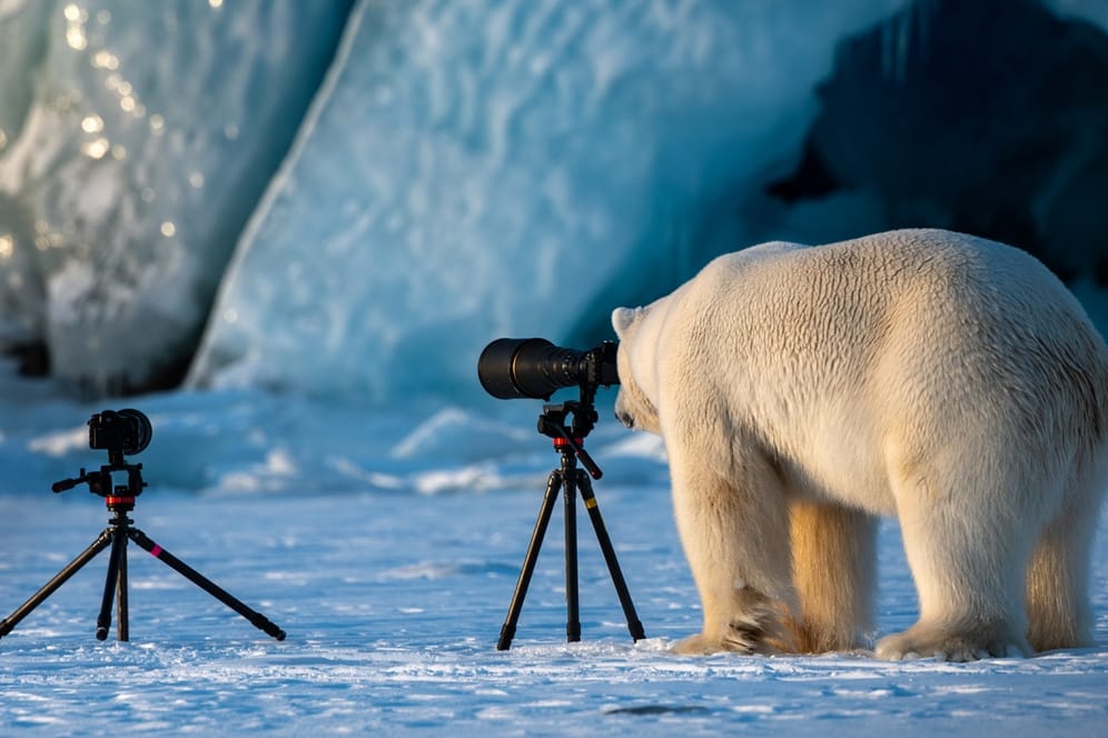Ein Eisbär schaut in eine Linse: Als der Fotofrag Roie Galitz den Eisbären fotografieren wollte, kam dieser neugierig auf ihn zugelaufen.