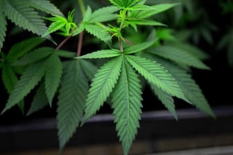 Mehrere Marihuana-Pflanzen: Die Stadt Wuppertal soll sich für eine Entkriminalisierung von Cannabis einsetzen, fordert der Gesundheitsausschuss.
