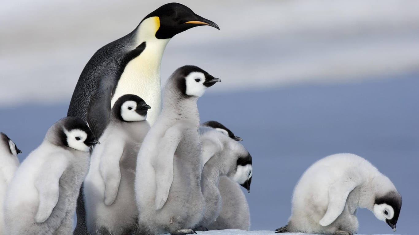 Kaiserpinguine in der Antarktis: Bereits seit acht Jahren wird um die Schutzgebiete verhandelt.