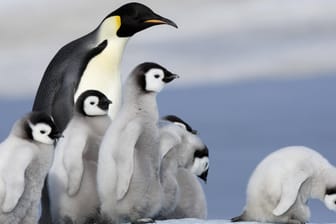 Kaiserpinguine in der Antarktis: Bereits seit acht Jahren wird um die Schutzgebiete verhandelt.