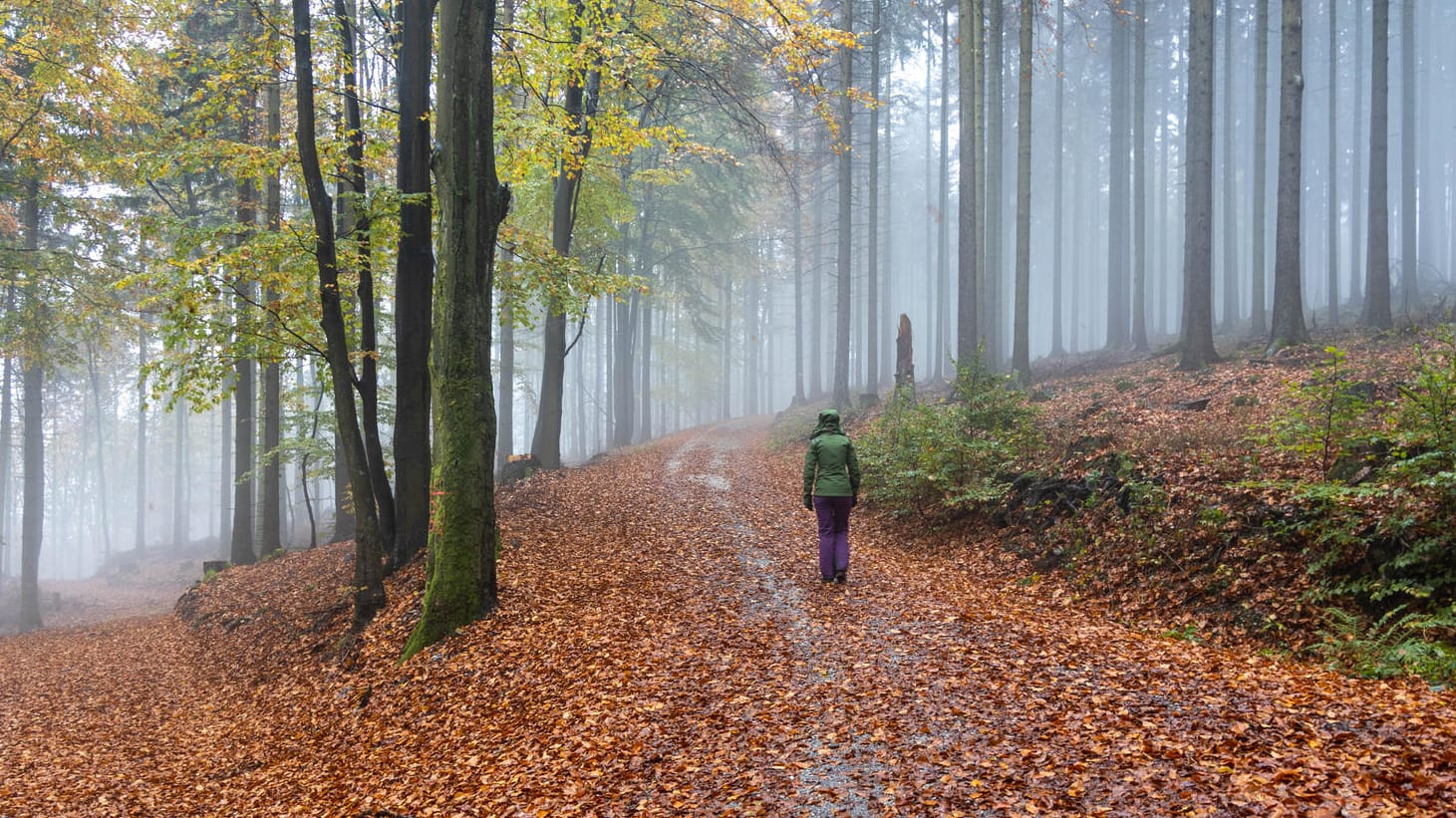 Spaziergängerin im verregneten Wald an der Altenhöfe im Taunus: Der Montag startet fast überall in Deutschland wechselhaft mit schauerartigem Regen. (Symbolfoto) Spaziergängerin im verregneten Wald an der Altenhöfe im Taunus: Der Montag startet fast überall in Deutschland wechselhaft mit schauerartigem Regen. (Symbolfoto)