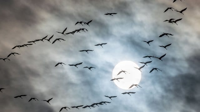 Kraniche auf ihrem Weg Richtung Süden. Kraniche auf ihrem Weg Richtung Süden.