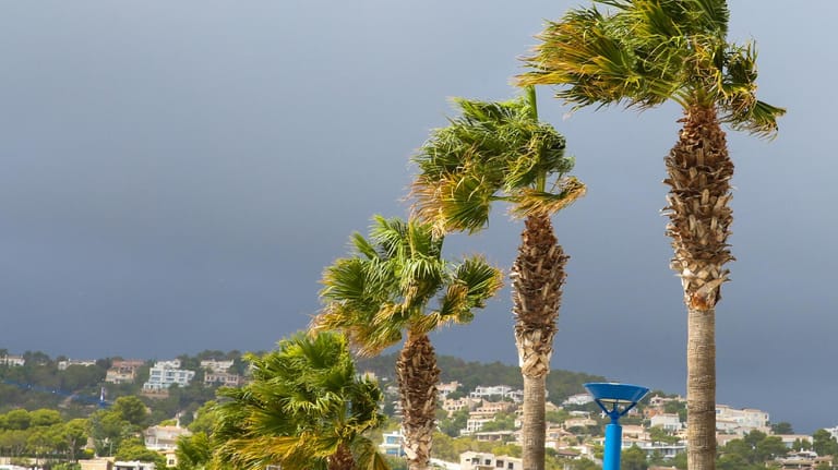 Palmen auf Mallorca (Symbolbild): Ein Frau wurde während eines Sturmes auf der Urlaubsinsel von einem Stamm erschlagen.