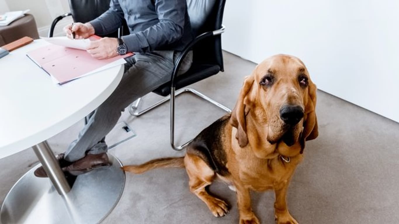 Bello als Kollege? Arbeitnehmer dürfen ihren Hund nicht ohne Einwilligung des Chefs mit zur Arbeit bringen.