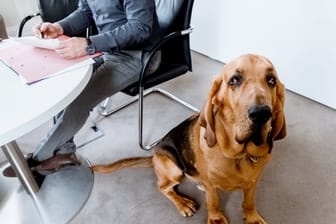 Bello als Kollege? Arbeitnehmer dürfen ihren Hund nicht ohne Einwilligung des Chefs mit zur Arbeit bringen.