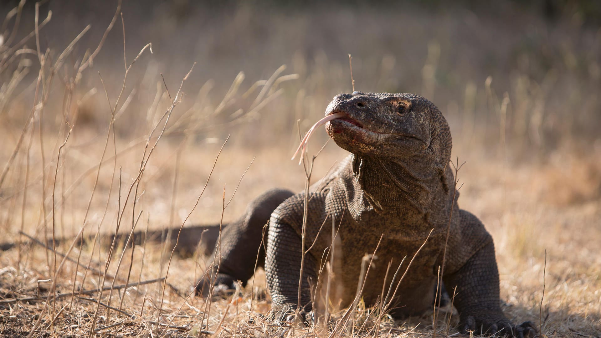 Ein Komodo-Drache: Auf der gleichnamigen Insel Komodo in Indonesien herrscht sogenannter "Overtourism".