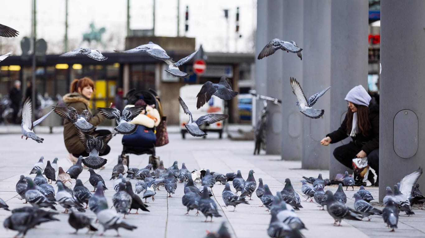 Tauben werden am Breslauer Platz hinter dem Kölner Hauptbahnhof gefüttert.