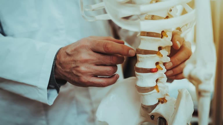 Ein Arzt steht vor dem Modell eines Knochenskeletts: Wie schwer die Knochen sind, hängt nur in geringem Maße von der Veranlagung ab.